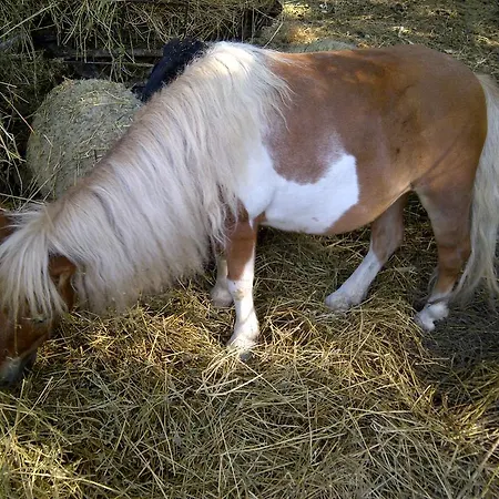 Parco vacanze Parco Matildico Di Montalto