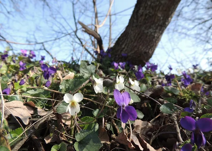 Prázdninový areál Parco Matildico Di Montalto *