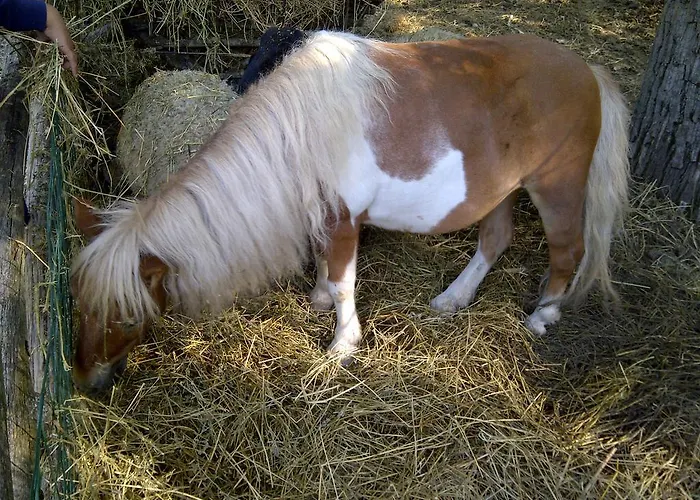 Prázdninový areál Parco Matildico Di Montalto