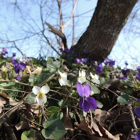 Üdülőpark Parco Matildico Di Montalto *