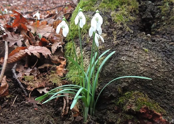 Vakantiepark Parco Matildico Di Montalto *