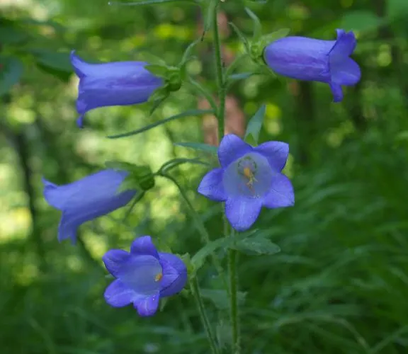 Parco Matildico Di Montalto Cadelbosco di Sopra